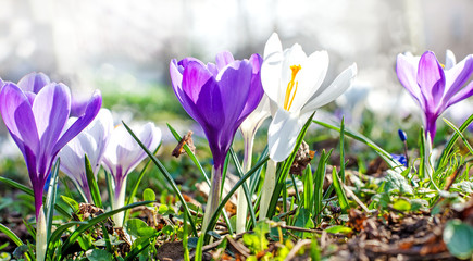 Frühlingserwachen, Ostergruß, Alles Liebe, Glück, Freude: Wiese mit zarten Krokussen :)