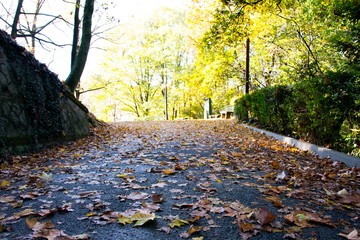 fiume in autunno