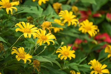 Closeup of Mexican sunflower weed