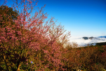 Sakura blossom at Pu Chi fa, Chiang Rai