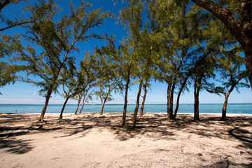 Sandy beach view with filao trees - Mauritius