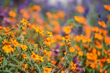 orange cosmos flower in the garden