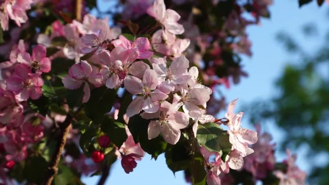Pink blossoming apple flowers branch swaying in the wind 