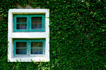 the window on wall with leaf of plant cover