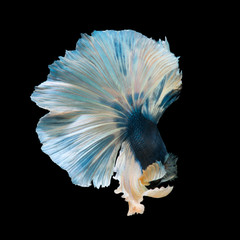 blue betta