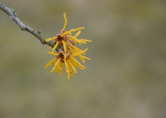 Blüten der Zaubernuss(Hamamelis)