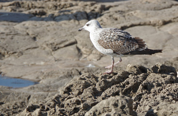 View on seagull