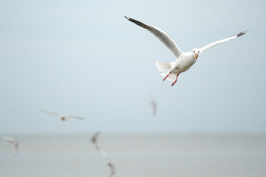 Seagull fly over the sea