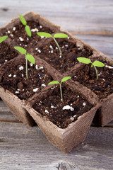gardening square organic planting pots with tomato plant sprout