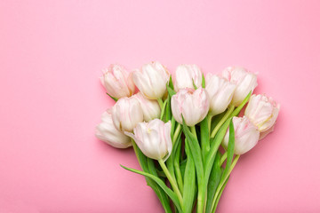 Obraz premium Beautiful pink and white tulips on pink background . Spring flowers. Postcard on March 8