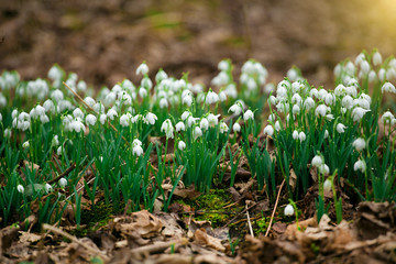 beautiful spring flowers