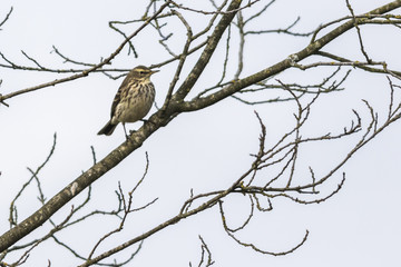 Bergpieper (Anthus spinoletta)