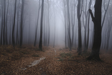 Gespenstischer nebliger Waldweg
