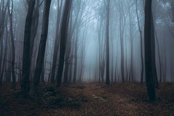 Dark trail in foggy forest - 137792410