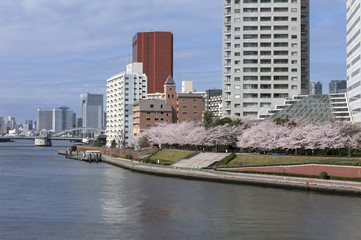 Fototapeta na wymiar 隅田川沿いの桜（東京都中央区）