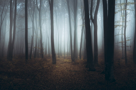 Creepy light in foggy forest