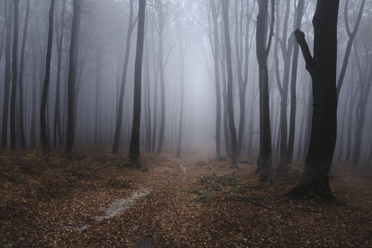 Spooky foggy forest path