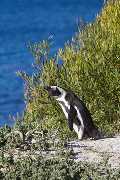 Penguin at Boulders Beach