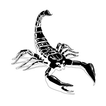 Black scorpion on a white background isolated shiny smooth
