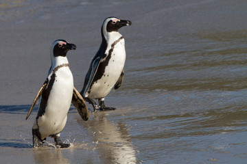 Obraz premium Penguins at Boulders Beach