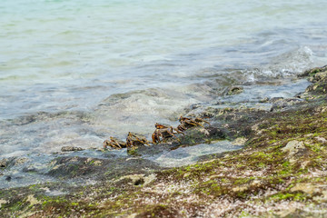 Fototapeta na wymiar Crabs