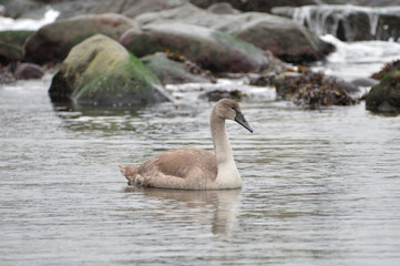 Schwan