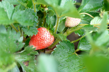 strawberry in farm