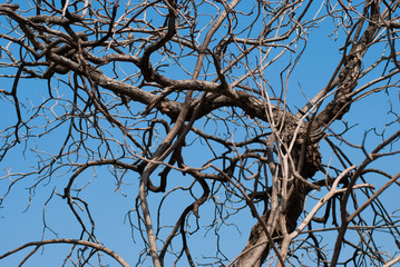 dry branch background