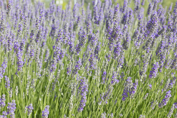 Group of lavender flowers (Lavandula).