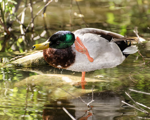 A Mallard (Anas platyrhynchos) preens itself in franklin Canyon, Los Angeles, CA, USA.