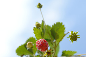 strawberry in farm