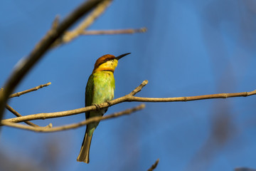 Image of bird on the branch on sky background. Wild Animals. Chestnut-headed Bee-eater (Merops leschenaulti)