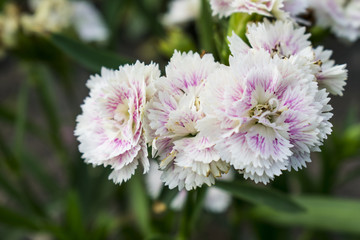 White flowers bloom in the garden with blurred background