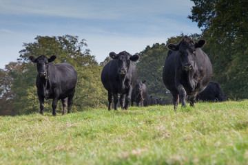 Cattle near Morgaston Woods