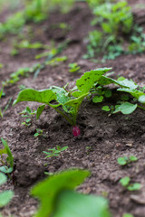 Young plant radishes. Pink radish growing in the garden. Young fresh radish leaves.