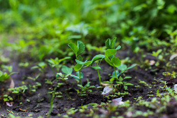 Cultivating young peas. The upcoming harvest in the garden. Peas with young leaves.