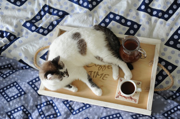 Breakfast in bed. Jug and a cup of coffee on a wooden tray handmade. White cat on blue linen