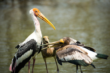 Maraboustork