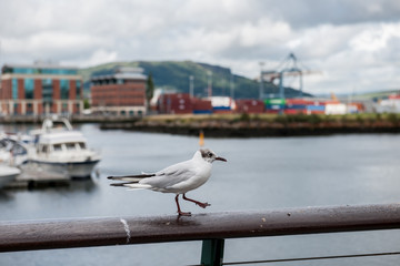 Seagull perching at harbor, walking on a railing