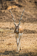 Deer Impala