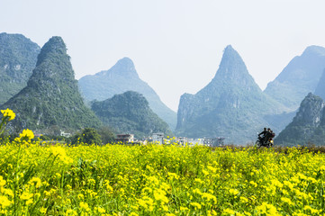 The rape flowers and mountains scenery in spring 