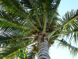 palmenzweige an palme von unten gesehen