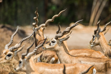 Deer Impala