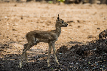 Red deer