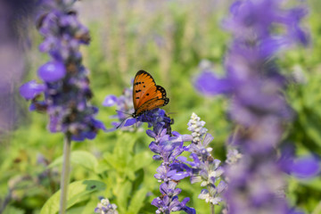 Butterfly on purple flowers in the sunlight blurred background