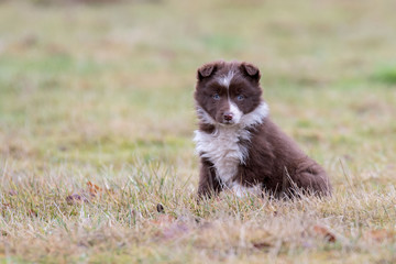 Border Collie Welpe