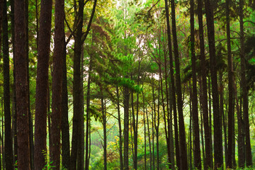 Green pine forests, rich in integrity.