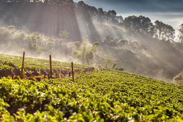 Misty morning sunrise in strawberry garden, View of Morning Mist at doi angkhang Mountain, Chiang Mai, Thailand