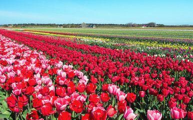 Tulip fields in the Northern Province, the Netherlands