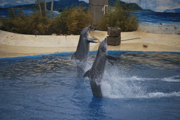 DELFINES © GUILLERMO